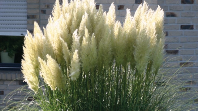 Cortaderia selloana